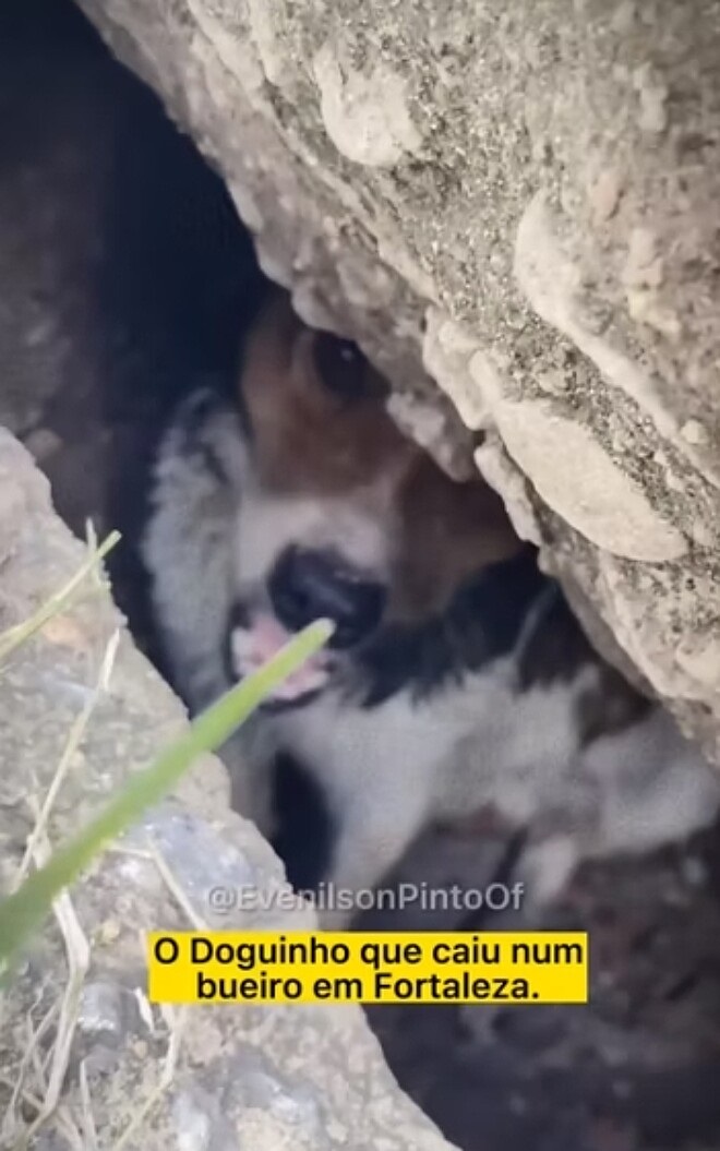 salvataggio di un cane