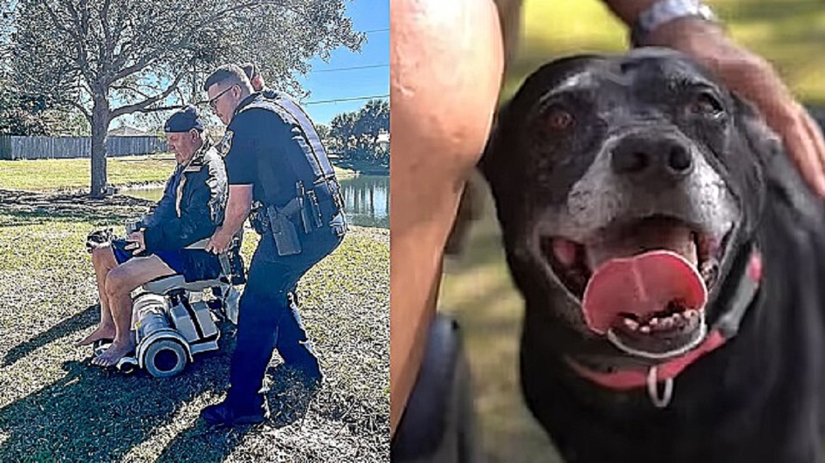 Cane salva l'uomo in sedia a rotelle