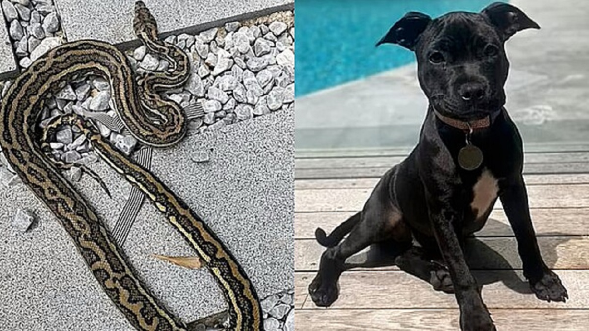 Cane salvato dall’attacco di un pitone dal vicino di casa