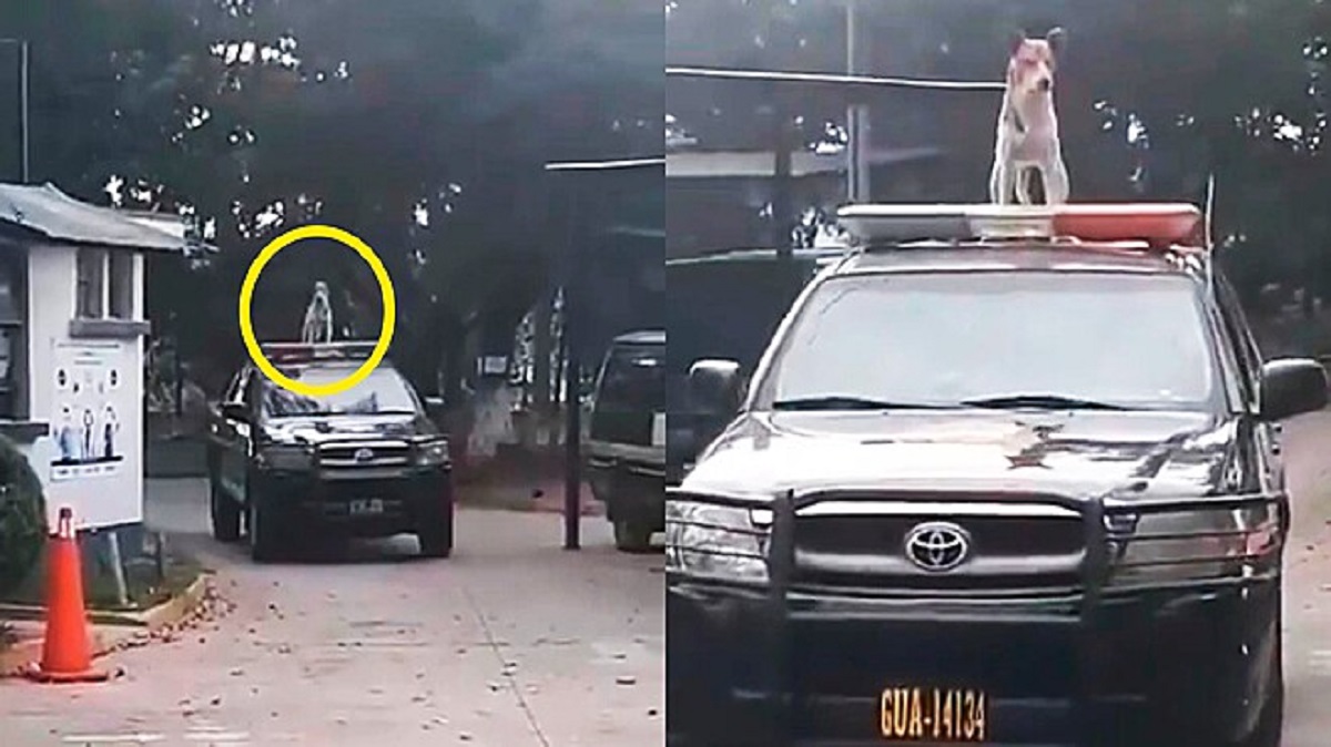 Cane viaggia sull'auto della polizia