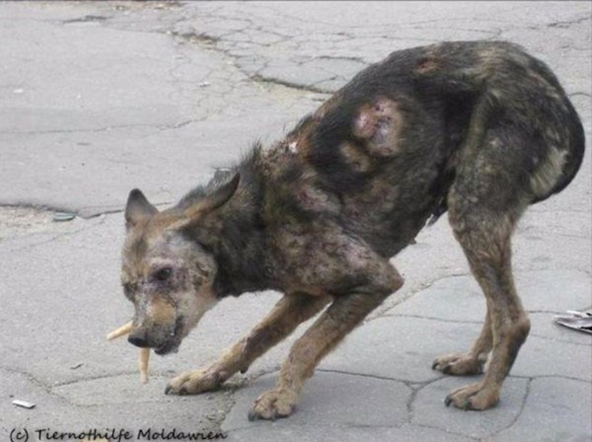 Foto del cane Zombie in strada