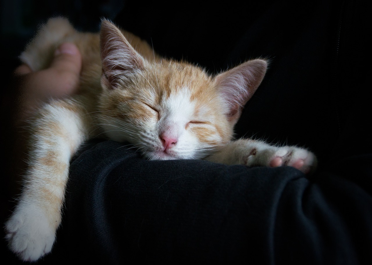 Cosa succede a dormire con un gatto