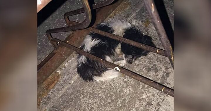 Cucciolo di 2 mesi raggomitolato sul cemento