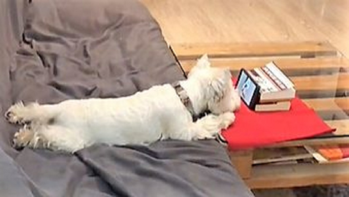 Cucciolo ipnotizzato dai video sul telefonino diventa star del web a sua volta