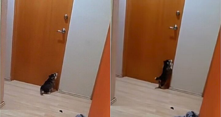 Cucciolo piange davanti alla porta della camera