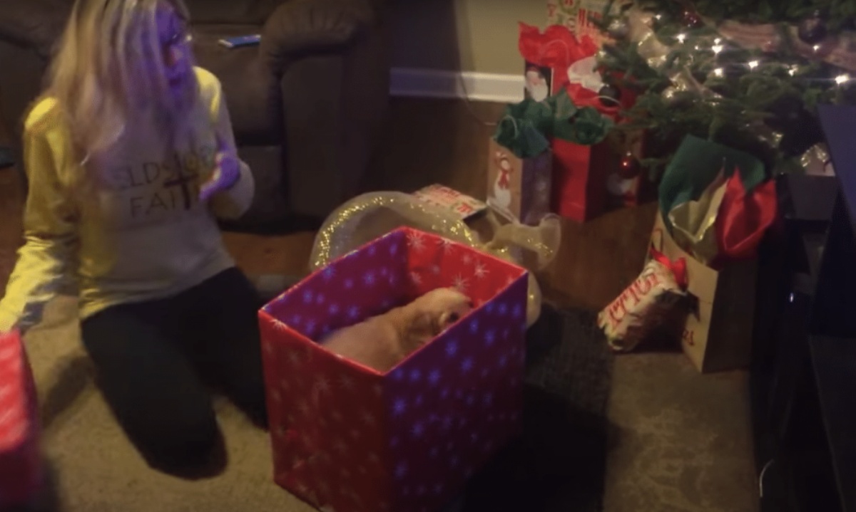 a puppy as a Christmas present