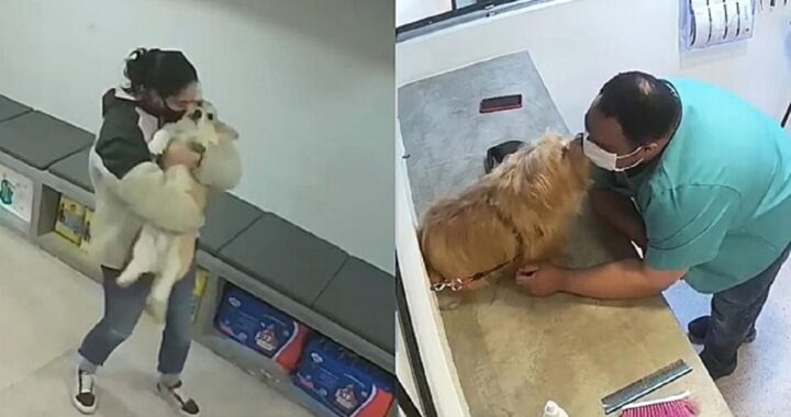 Dipendenti del negozio di animali ballano e baciano gli animali