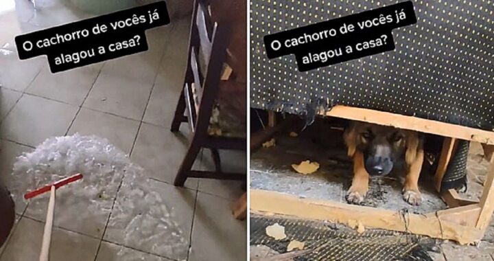 cane allaga la casa