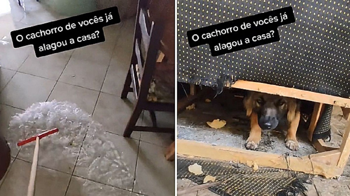 cane allaga la casa