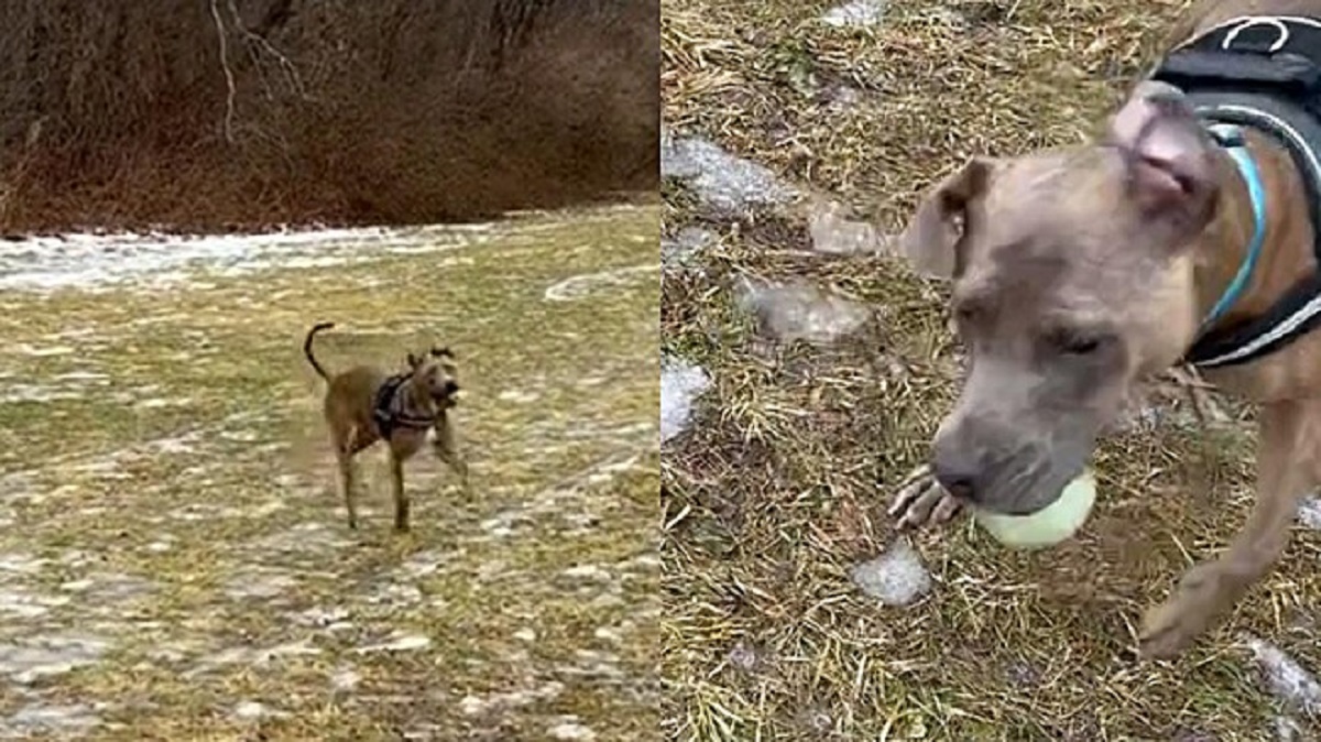 cane cieco trova una palla nel parco