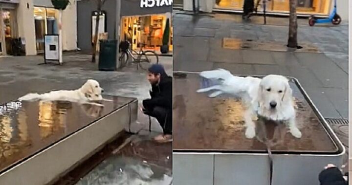 cane si rifiuta di lasciare la fontana