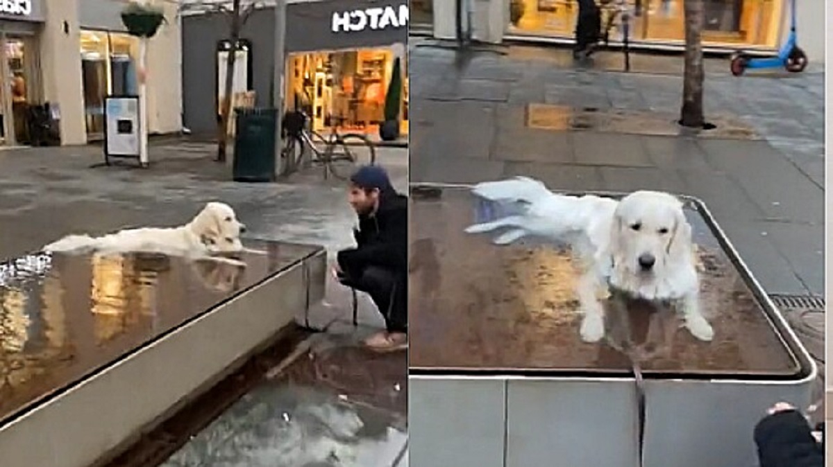 cane si rifiuta di lasciare la fontana