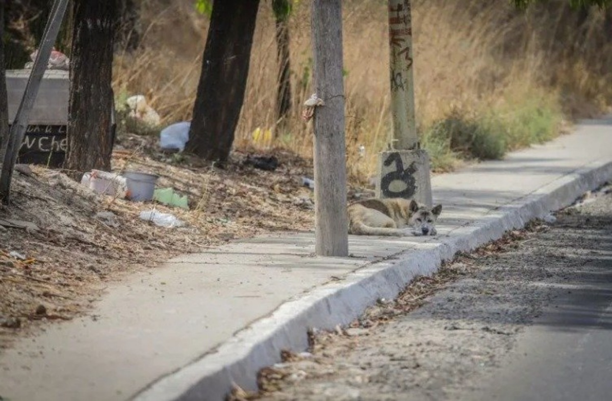 the moving story of the new Hachiko