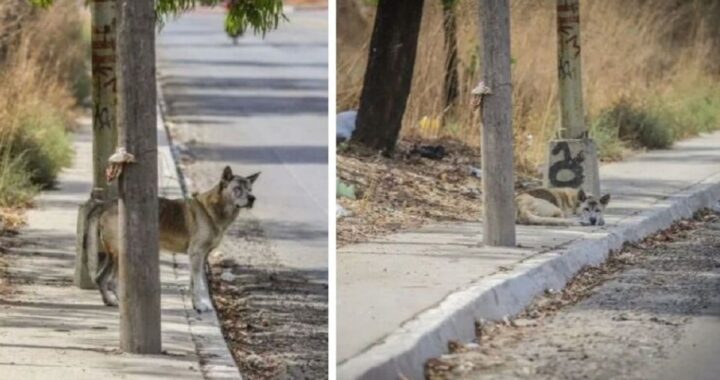 la commovente storia del nuovo Hachiko