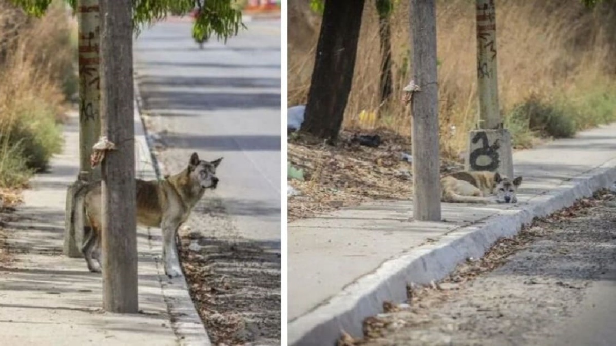 la commovente storia del nuovo Hachiko 