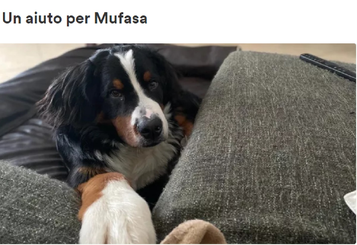 Aiuta Mufasa, cucciolo di Bovaro del Benese