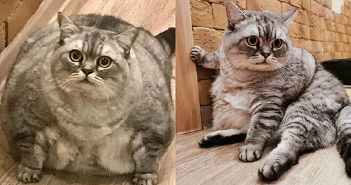 Proprietaria di gatta obesa criticata