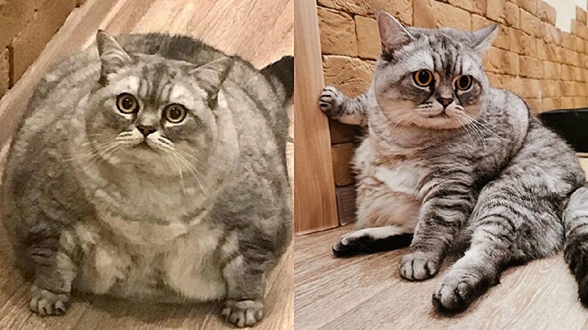 Owner of obese cat criticized