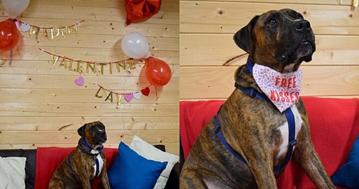 Rifugio organizza festa d'adozione per un cane timido