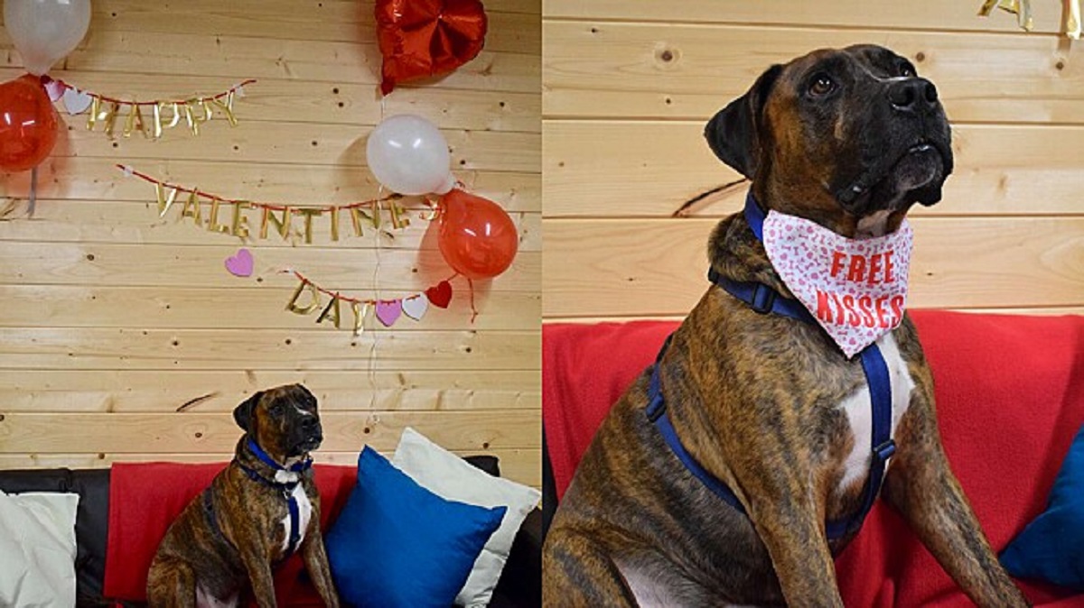 Rifugio organizza festa d'adozione per un cane timido