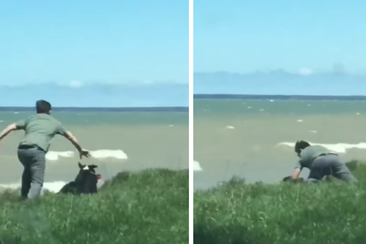 La clip della cagnolina Roxy che stava per cadere in un dirupo: il suo amico umano l’ha salvata giusto in tempo