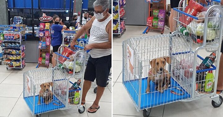 Supermercato offre carrello adattato per gli animali domestici