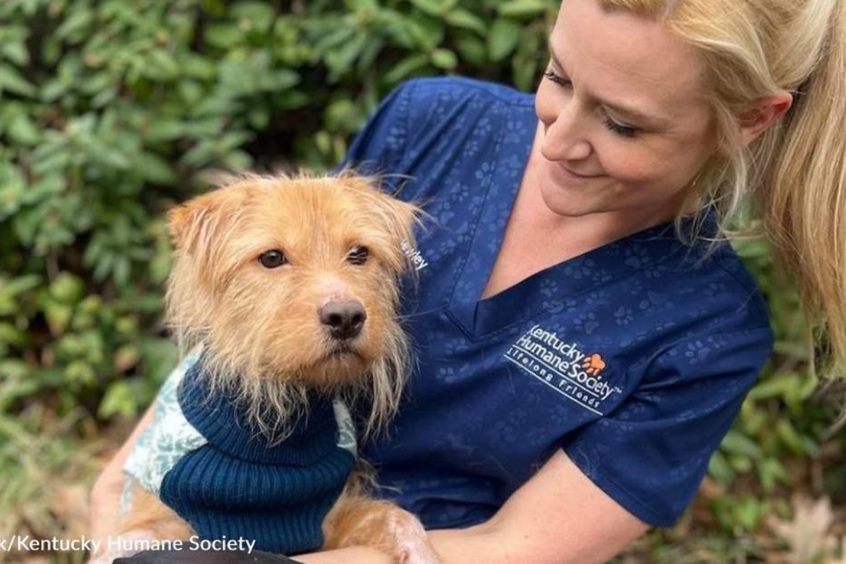 La nuova vita del piccolo Travolta, il cane trovato abbandonato sul ciglio di una strada