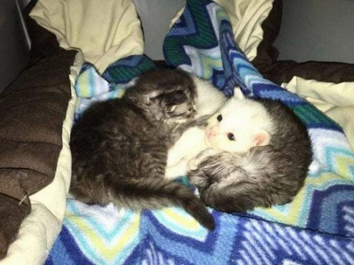 il salvataggio di tre gattini