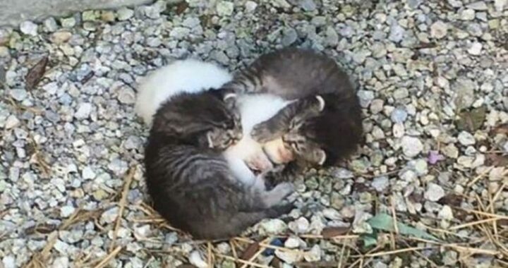 il salvataggio di tre gattini