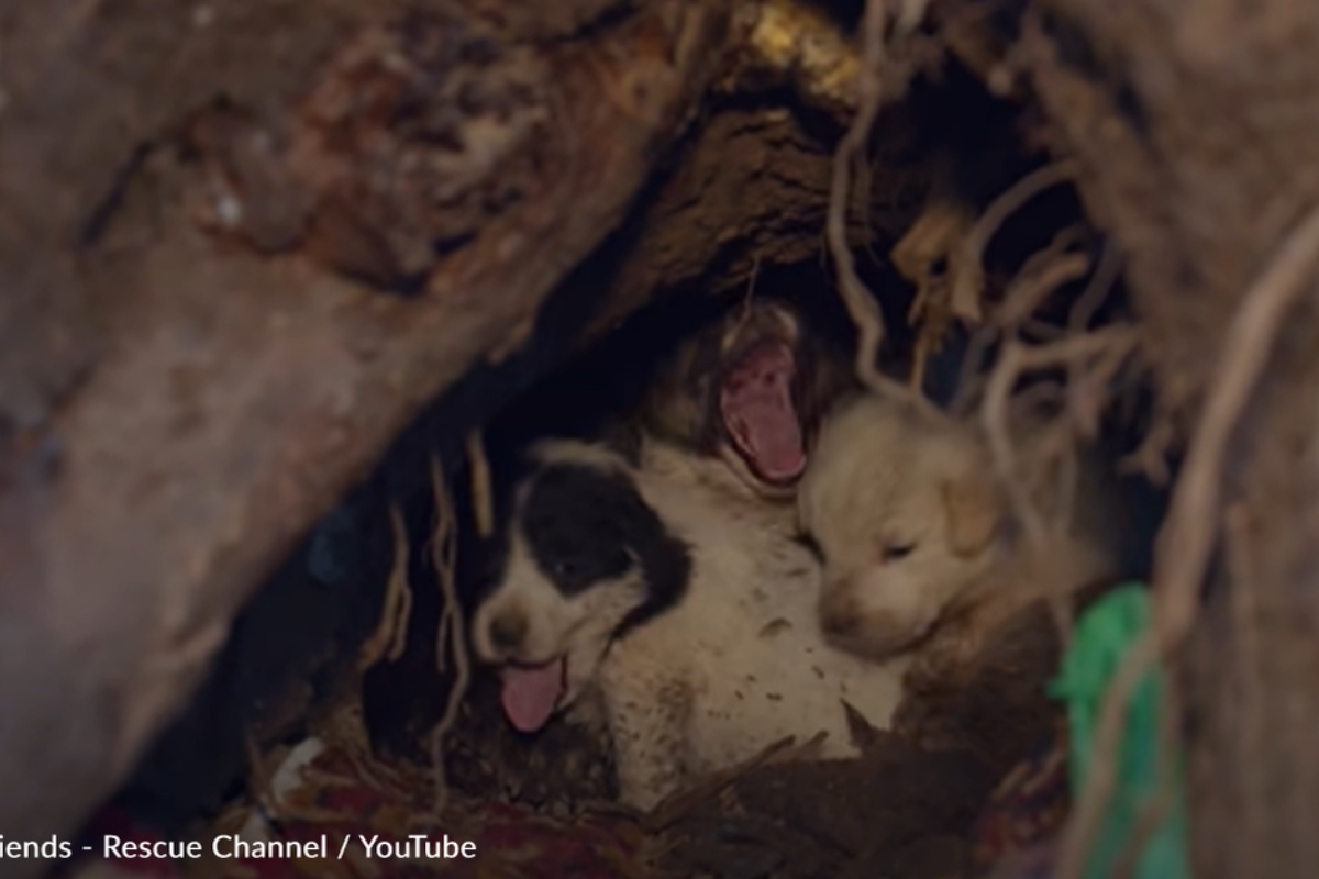 8 cuccioli mamma