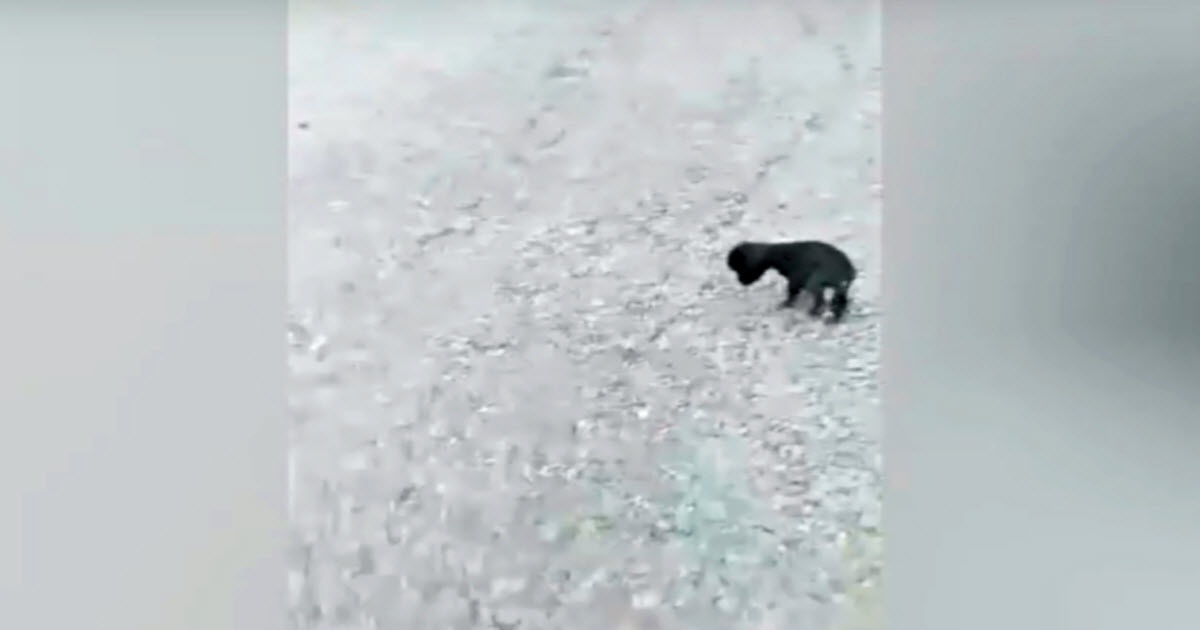 Buon samaritano salva una cagnolina nera