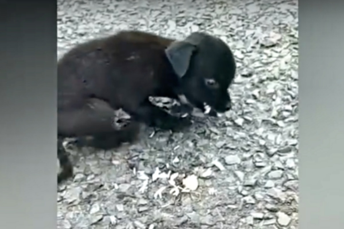 Buon samaritano salva una cagnolina nera