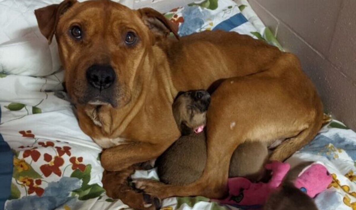 Celeste, abbandonata dalla sua famiglia non appena è rimasta incinta