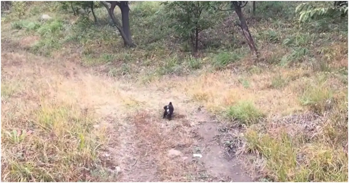 Cucciolo invita i volontari a seguirlo per salvare i suoi fratelli