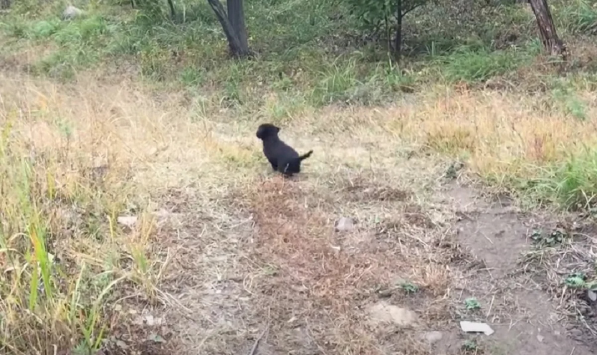 Cucciolo invites volunteers to follow him to save his brothers