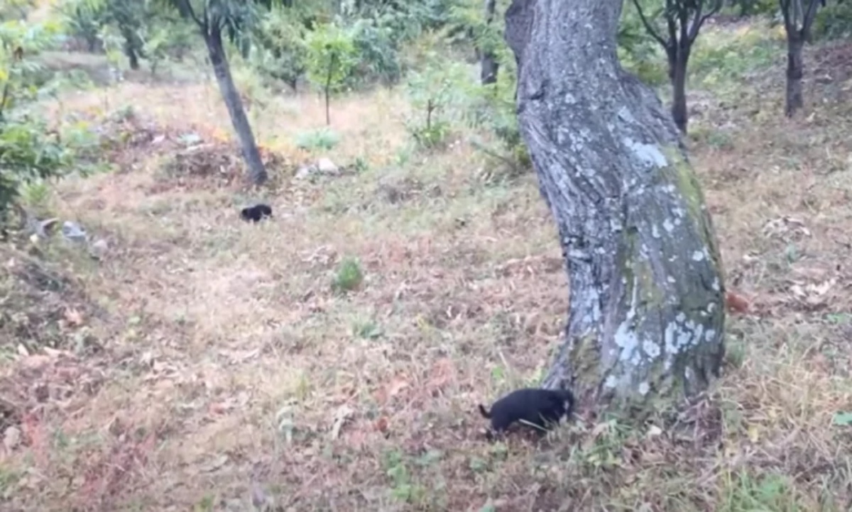 Cucciolo invites volunteers to follow him to save his brothers