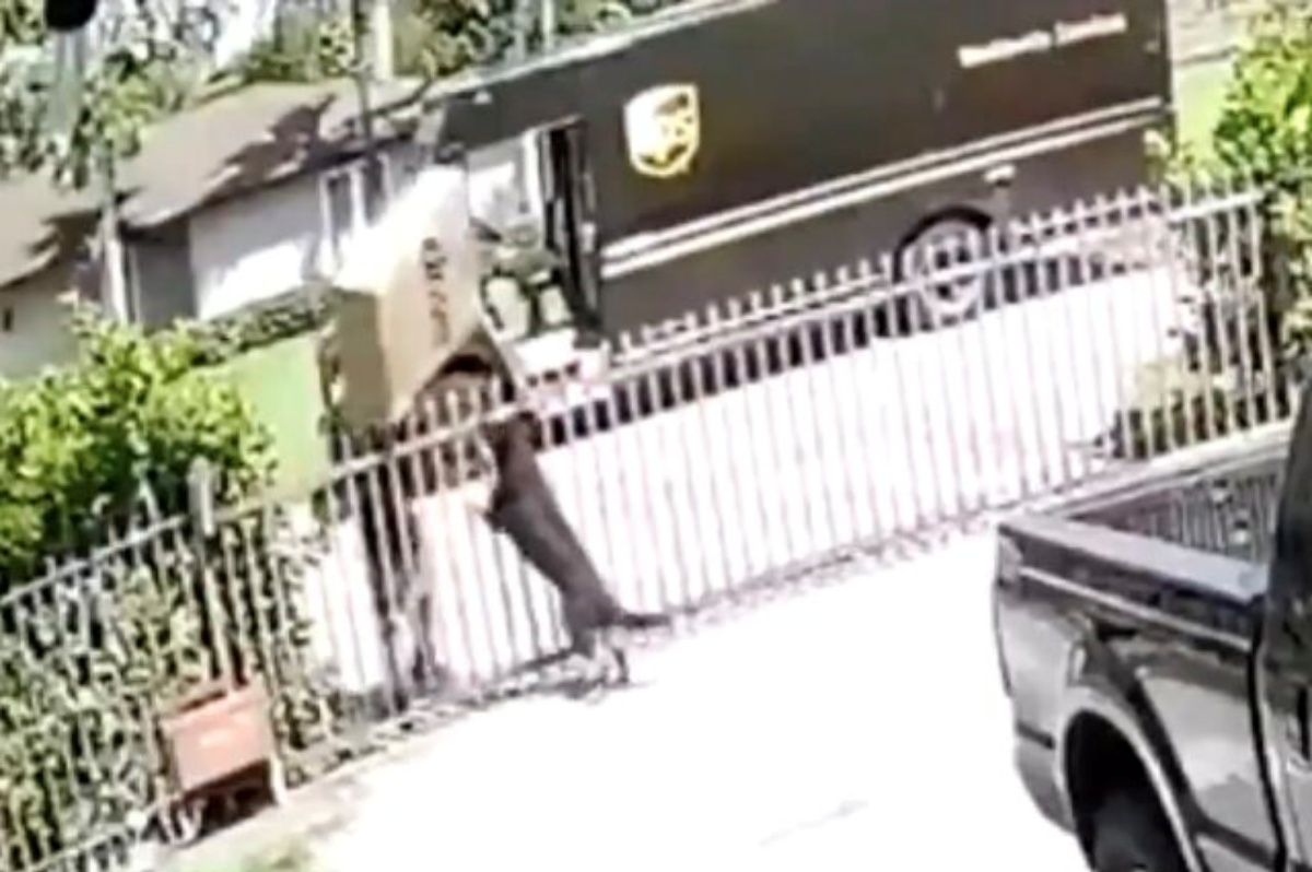 UPS delivery boy throws parcel at a dog's head