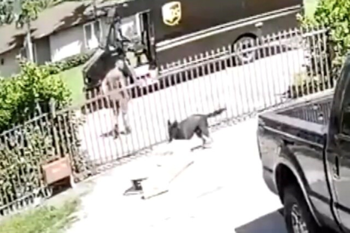 UPS delivery boy throws parcel at a dog's head