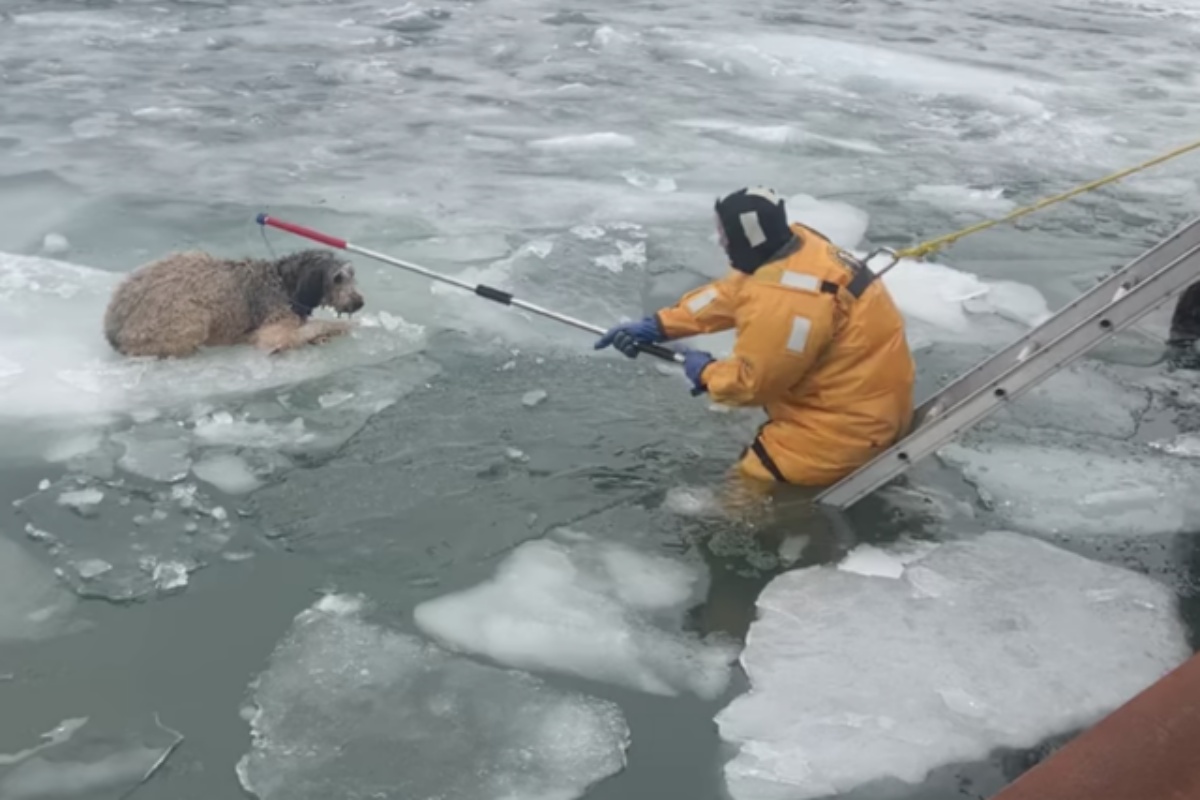 The rescue of Lucy