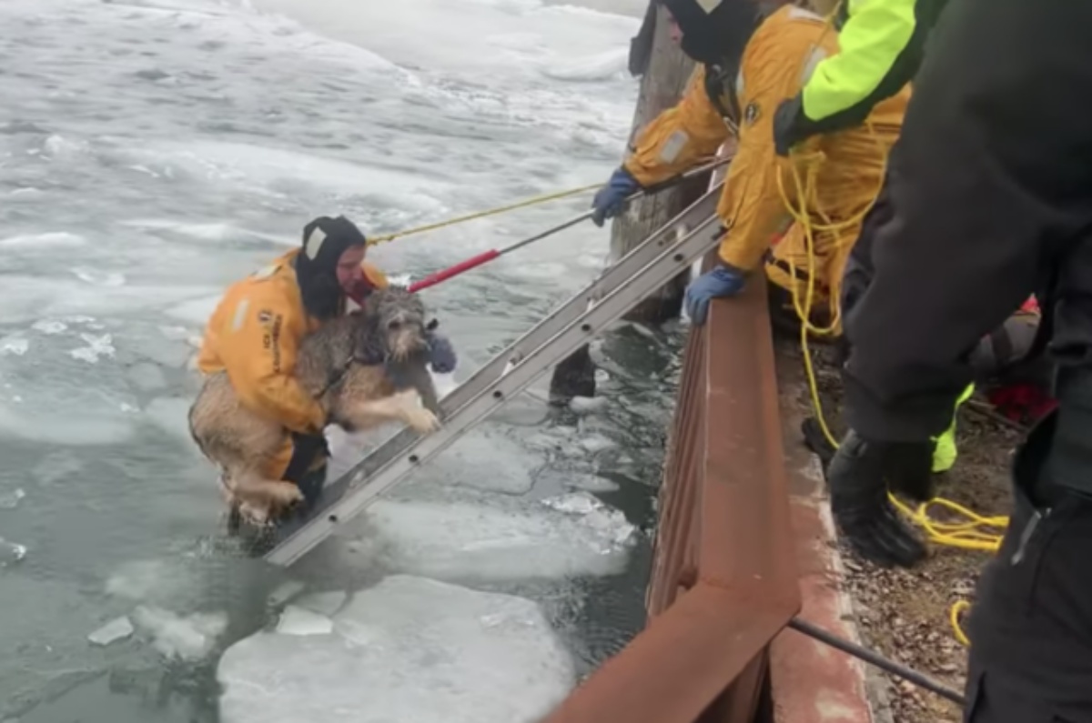 The rescue of Lucy