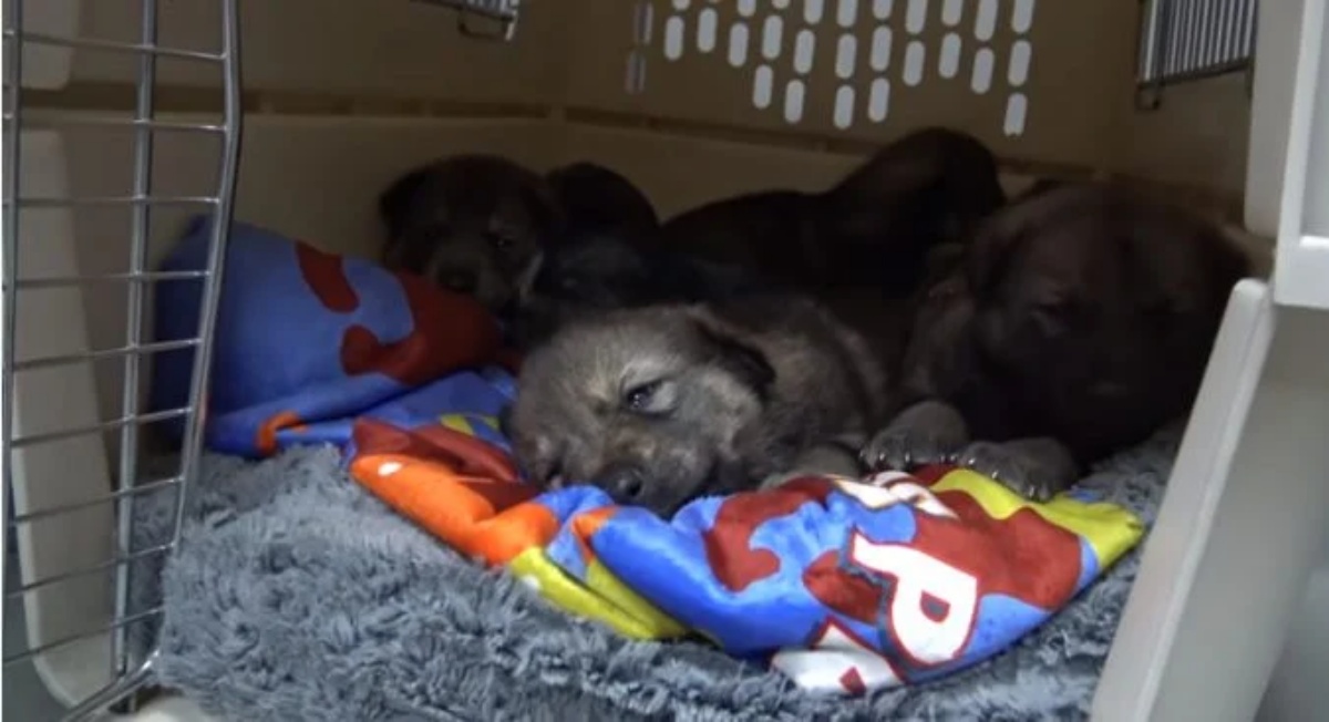 The new life of Luna and her 6 puppies