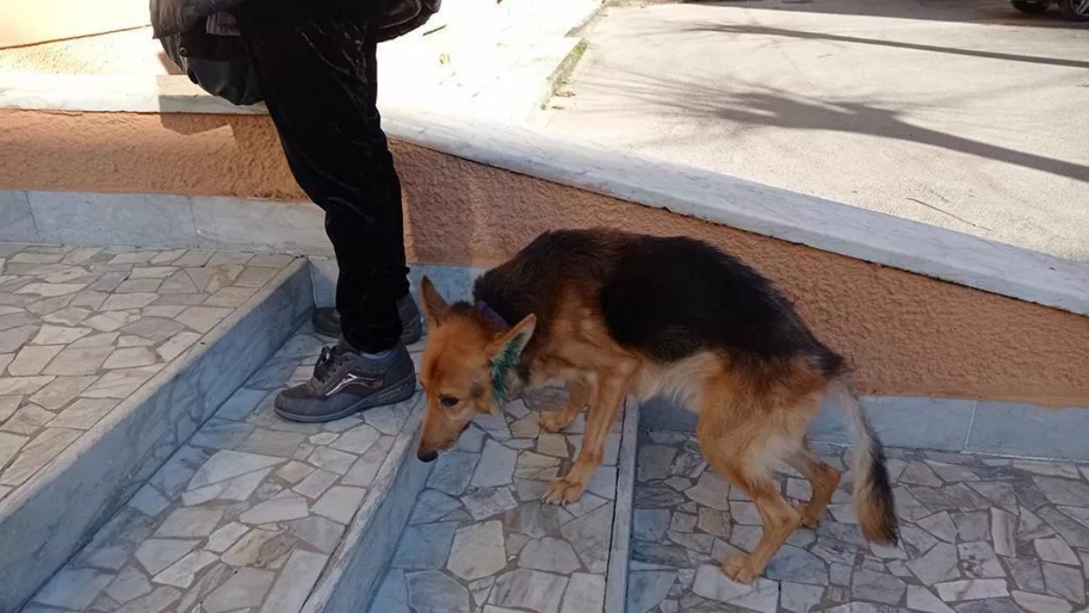 La storia del cane Paco 