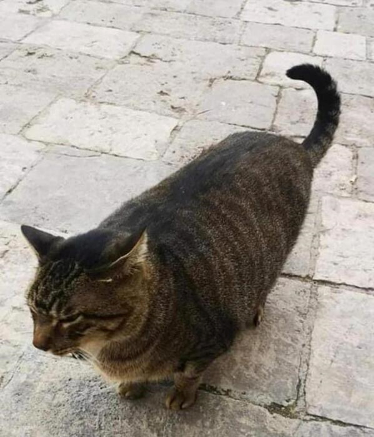 Morto Pierluigi il gatto di Lecce 