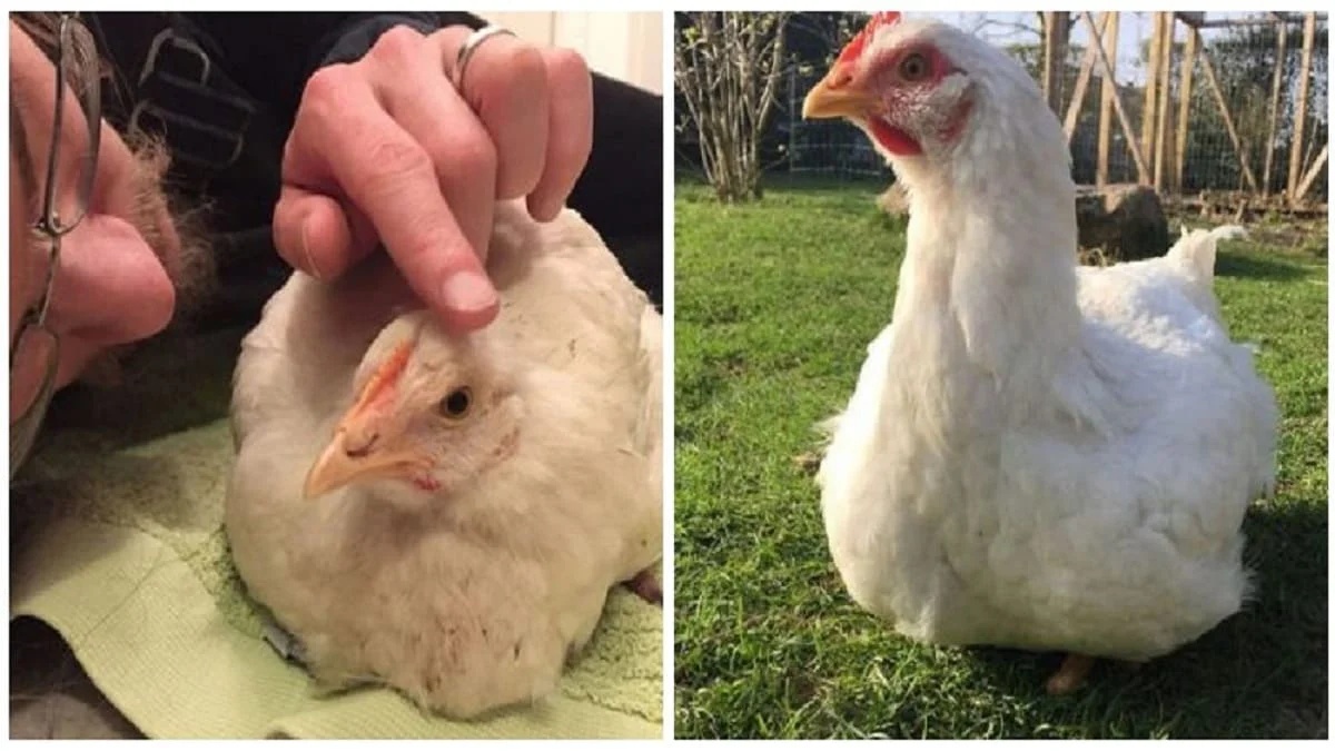 La nuova vita della gallina Victoria