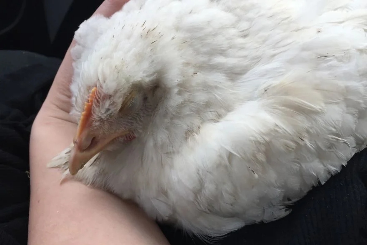 Victoria, la gallina coraggiosa che è fuggita dal mattatoio