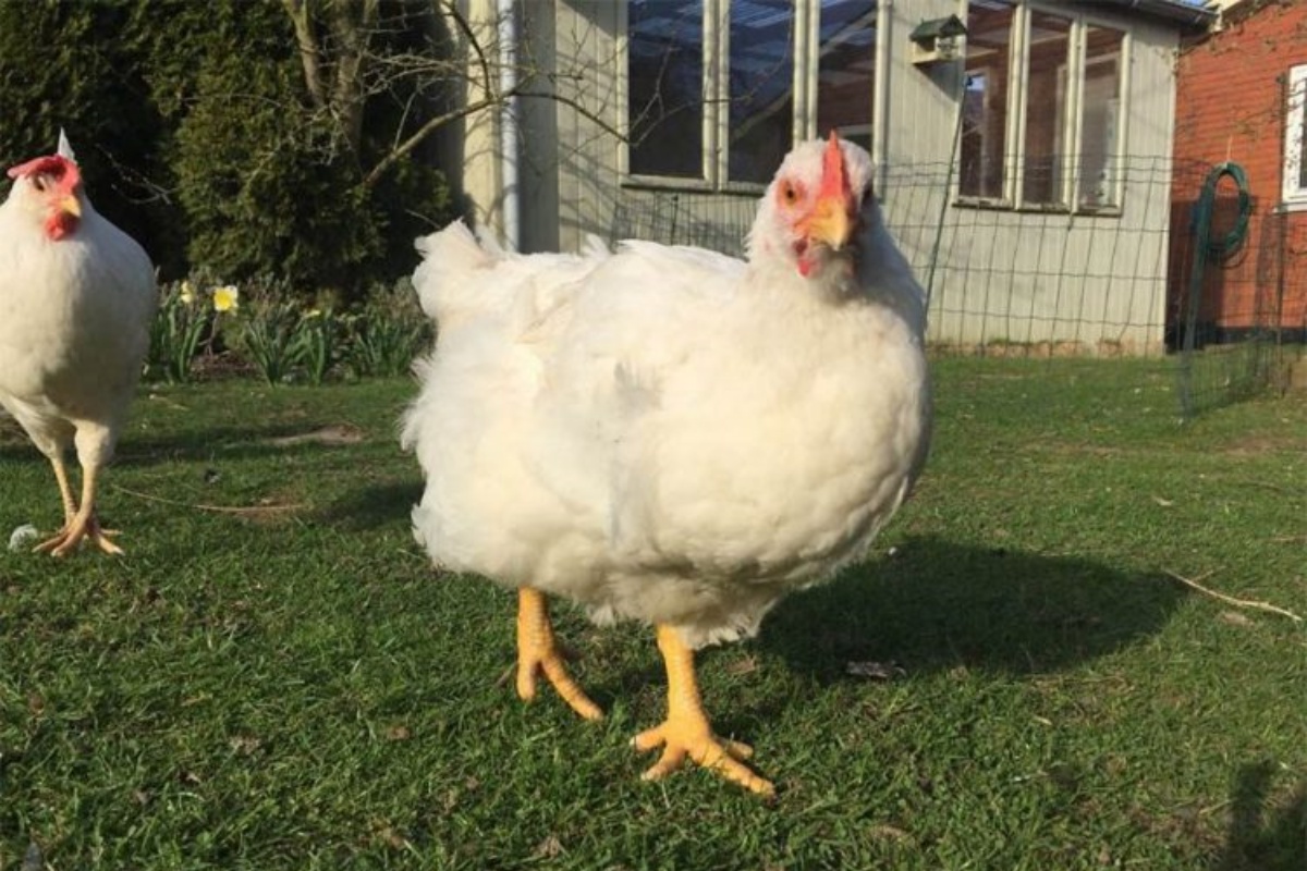 La nuova vita della gallina Victoria