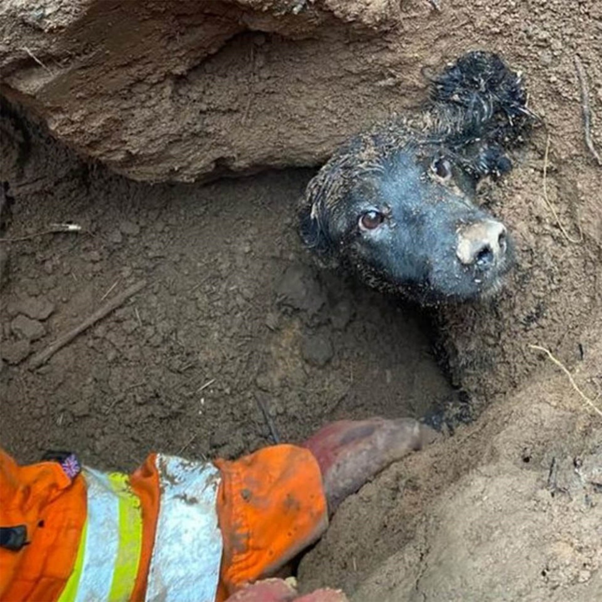 Il salvataggio del cane Winston 