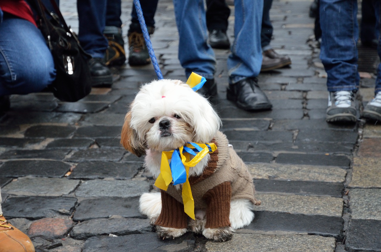 Pets flee Ukraine along with their owners