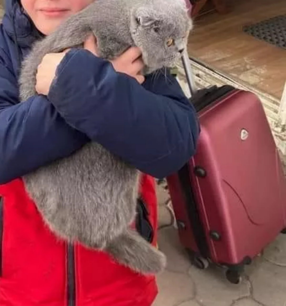 bambino riabbraccia il suo gatto durante la guerra 