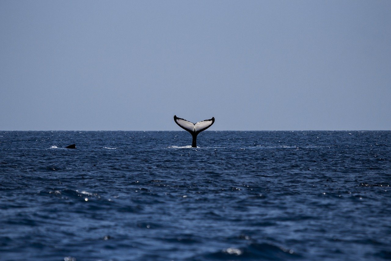 Caccia alle balene vietata in Islanda